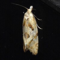 Aethes unidentified species