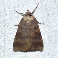 Agnorisma badinodis