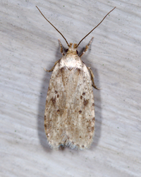 Agonopterix canadensis
