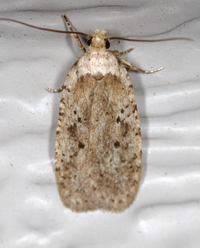 Agonopterix canadensis