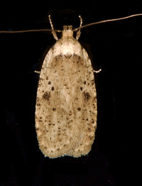 Agonopterix canadensis