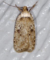 Agonopterix canadensis