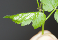 Agonopterix clemensella