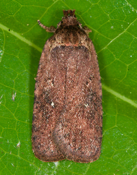 Agonopterix clemensella