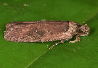 Agonopterix clemensella