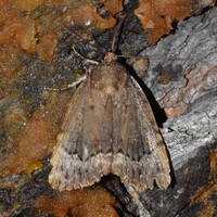 Amphipyra pyramidoides