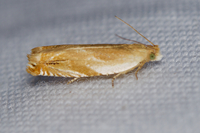 Ancylis fuscociliana