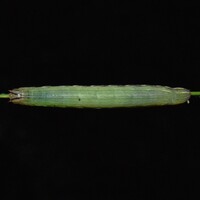 Anicla unidentified species