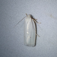 Antaeotricha albulella