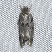 Antaeotricha humilis