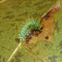 Antheraea polyphemus