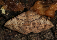 Anticarsia gemmatalis