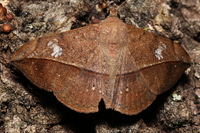 Anticarsia gemmatalis