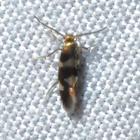 Antispila unidentified species