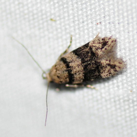 Arcutelphusa talladega