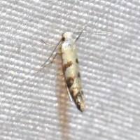 Argyresthia austerella