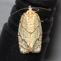 Argyrotaenia quercifoliana