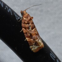 Argyrotaenia tabulana