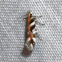 Aristotelia roseosuffusella