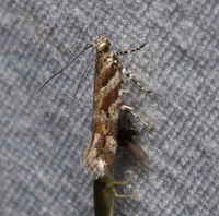 Aristotelia lespedezae