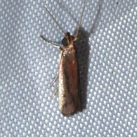 Atascosa glareosella