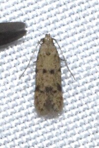 Autostichidae new species 1