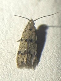 Autostichidae new species 1