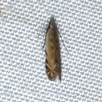 Battaristis nigratomella