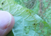 Bedellia somnulentella