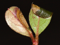 Caloptilia azaleella