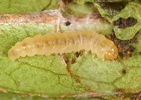 Caloptilia azaleella