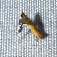 Caloptilia azaleella