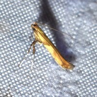 Caloptilia negundella