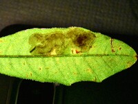 Cameraria picturatella