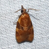 Cenopis diluticostana