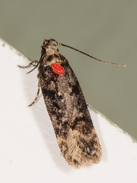 Chionodes thoraceochrella