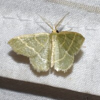 Chlorochlamys chloroleucaria