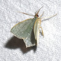 Chloropteryx tepperaria