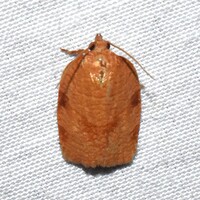 Choristoneura obsoletana