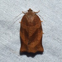 Choristoneura rosaceana