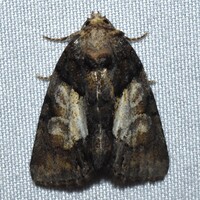 Chytonix palliatricula