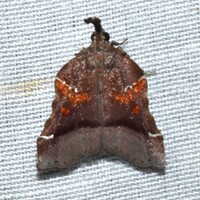 Clydonopteron sacculana