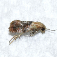 Cochylini unidentified species