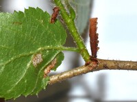 Coleophora corylifoliella