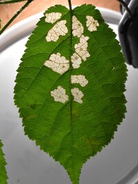 Coleophora corylifoliella