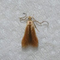 Coleophora corylifoliella