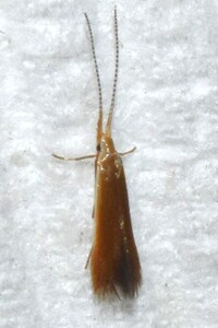 Coleophora ostryae