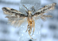 Coleotechnites juniperella