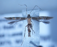 Cosmopterix montisella