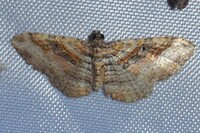 Costaconvexa centrostrigaria